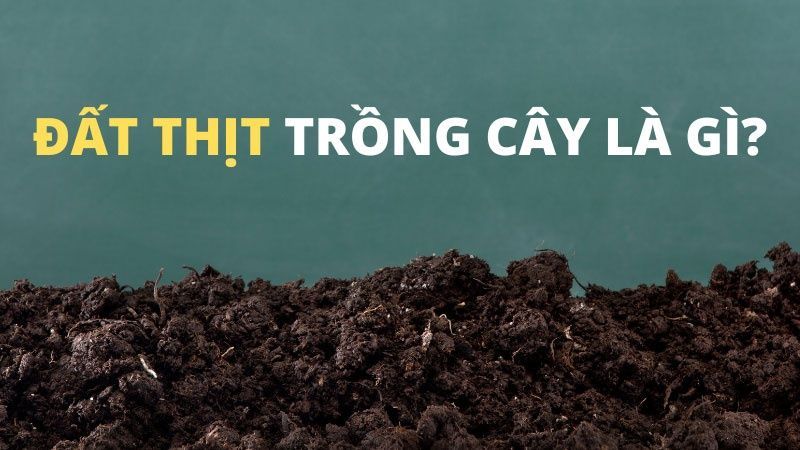 Đất thịt trồng cây gì?