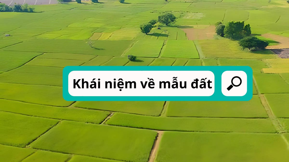 Đơn vị "mẫu" là gì?